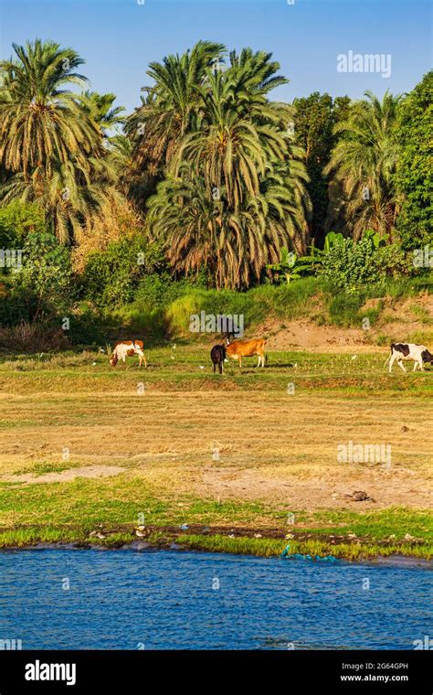 Landscape view of large river nile in Egypt Stock Photo - Alamy