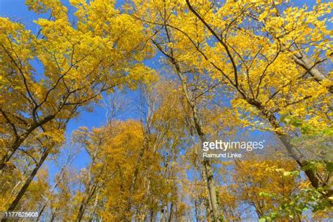 Lainzer Tiergarten Photos And Premium High Res Pictures Getty Images