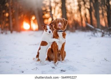 568 Two Dogs Hugging Each Other Images, Stock Photos & Vectors ...