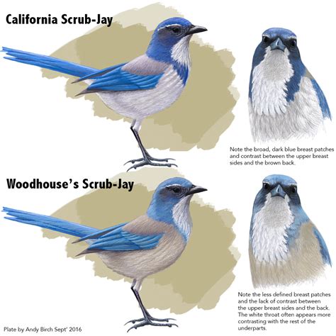 california scrub jay