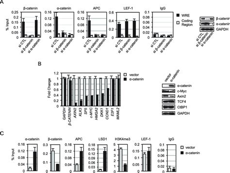 RNAi ChIP Analysis Of A Catenin Mediated Repression Of Wnt Target