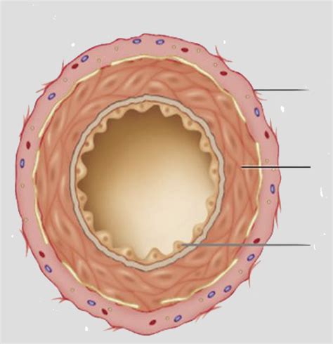 cross section of artery Diagram | Quizlet