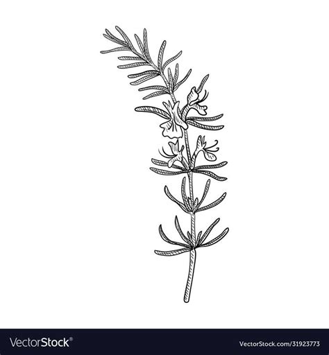 Vector Drawing Rosemary Plant Rosmarinus Officinalis Hand Drawn