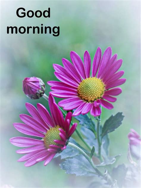 Pin By Sanjay Ponda On Good Morning In Good Morning Flowers