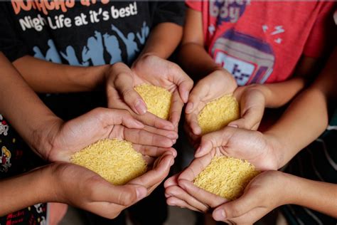 Pia Filipinos Soon To Plant And Eat Golden Rice