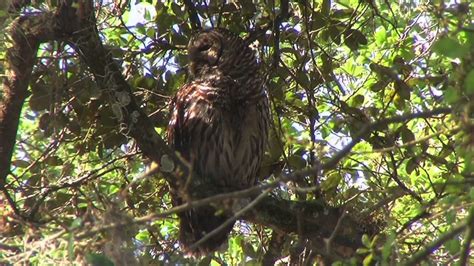 The Audubon Moment The Barred Owl Youtube