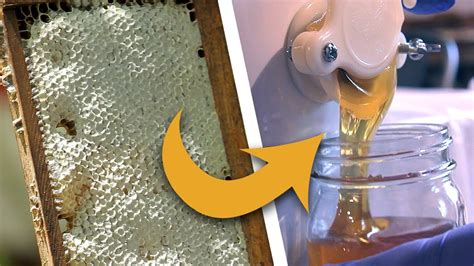 HERE GO SOME HONEY Simple Honey Extraction And One Step Beeswax