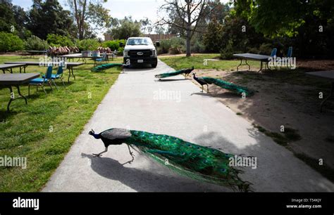 Los Angeles Usa 19th Apr 2019 Peacocks Walk Across The Road In Los