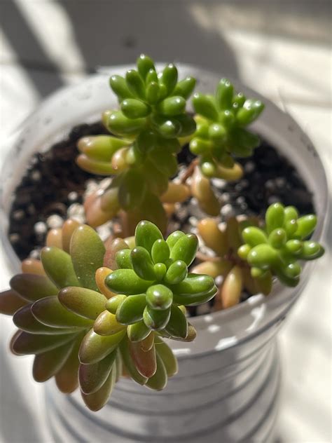 [Sedum Rubrotinctum] Looks like something I’d eat : r/succulents
