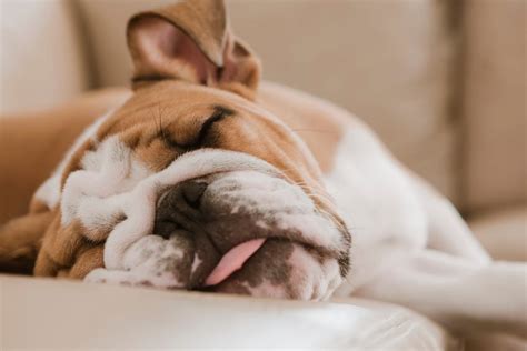 Lazy Dog Breeds That Are Expert Nappers | Reader's Digest