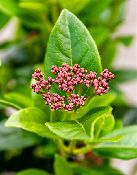 Viburnum Tinus Lorbeer Schneeball Jetzt G Nstig Online Kaufen Bei