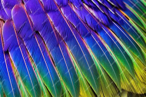 Premium AI Image | Iridescent texture on a hummingbird feather