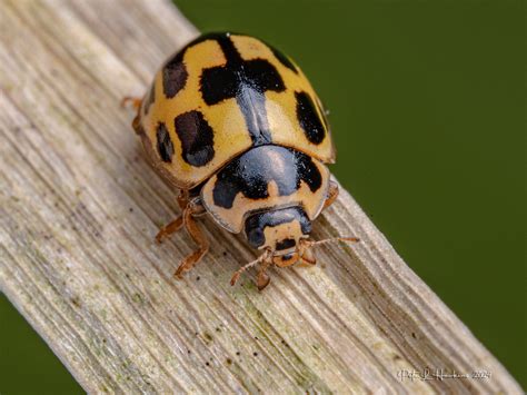 Imgp Spot Ladybird Propylea Quattuordecimpunctata Flickr