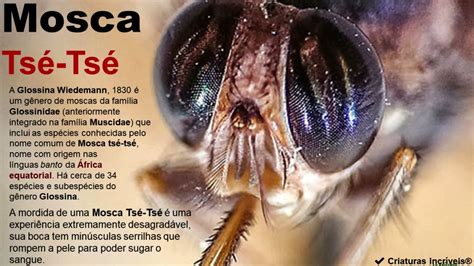 Porque a picada de mosca tsé tsé dá sono Leia aqui que picada de