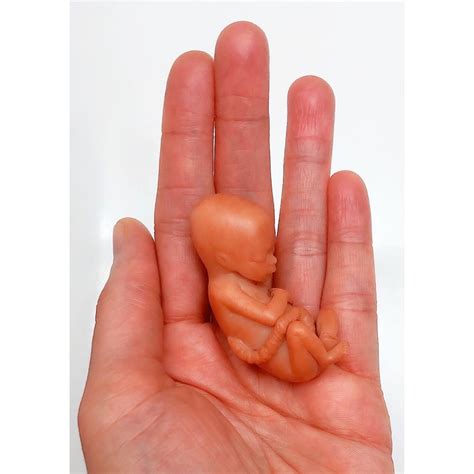 MADE TO ORDER 13 Week Gestation Fetus Stage Of Fetal Development