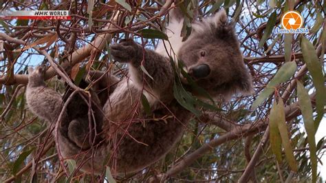 Lens To Asia Australias Wildlife Bouncing Back After Fires Nhk