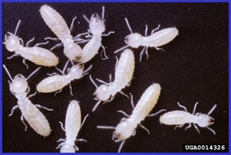 Eastern Subterranean Termites Plant And Pest Diagnostics