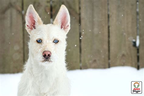 Descubre los encantadores perros pequeños blancos una raza adorable