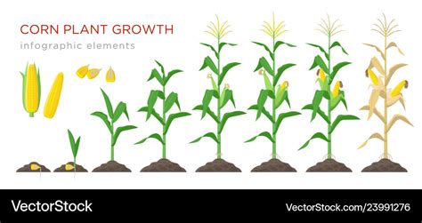 Stages Of Maize Leaf Development | Leafandtrees.org