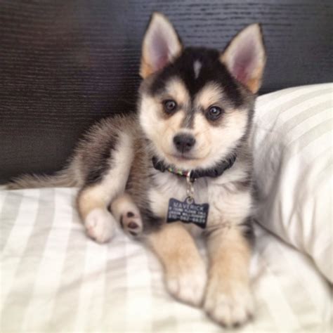 What Do You Know about the Latest Hybrid Dog “Pomsky”? | Pouted Online Magazine – Latest Design ...