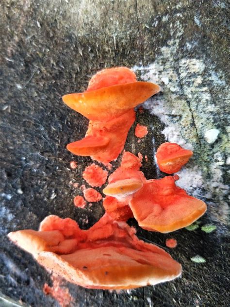 Desert Fungi