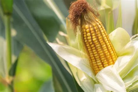 Manfaat Luar Biasa Rambut Jagung Dari Menurunkan Tekanan Darah