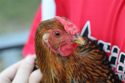 Help Please Chicken Comb Issues BackYard Chickens Learn How To