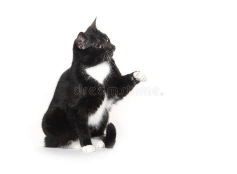 Black and white tuxedo cat stock image. Image of mammal - 161288153