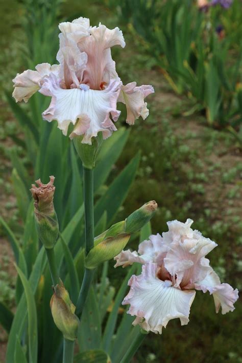 Photo Of The Bloom Of Tall Bearded Iris Iris Snow Kiss Posted By