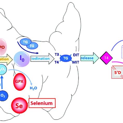 Essential Role Of The Three Trace Elements Iodine Selenium And Iron In