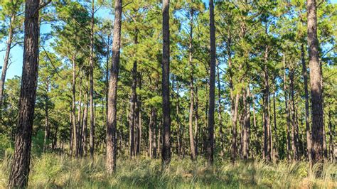 What is the climate in the piney woods? - League City Arborist Services