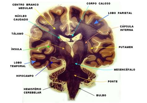 Neuroanat Unicamp