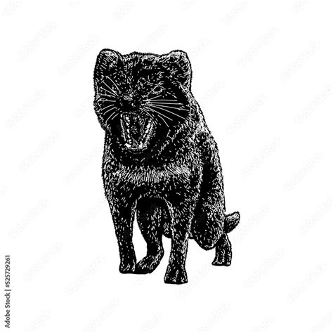 tasmanian devil hand drawing vector illustration isolated on background ...