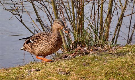 Duck Goose Pond Wild Duck Wild Goose 4k Wallpaper Coolwallpapersme