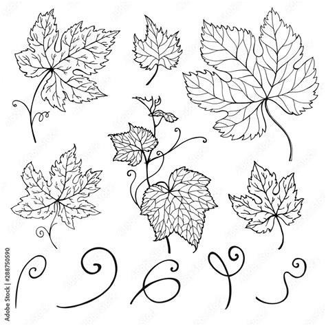 Leaf vine. Grape leaves. Hand-drawn illustration. Vector set. Stock ...