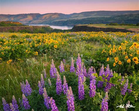 Rowena Crest Wildflowers Mike Putnam Photography