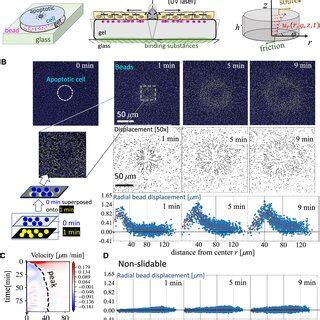 Time Dependent Traction Force Microscopy Tfm Setup For Studying The