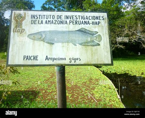 An lake holding Paiche (arapaima gigas), the largest fresh water fish ...