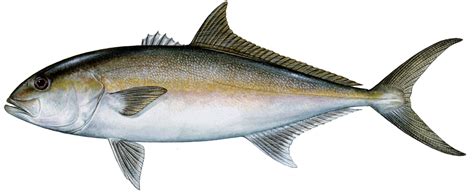 Amberjack Season Gulf Of Mexico 2024 - Alane Auguste