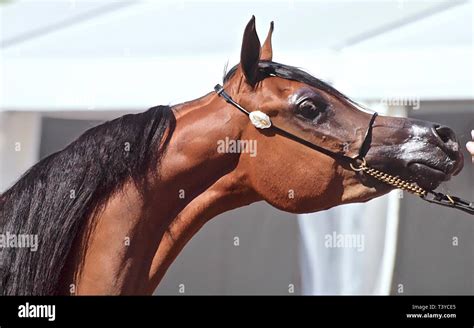 Horse Rear End Hi Res Stock Photography And Images Alamy