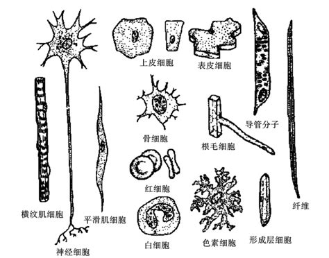 细胞的形态与结构普通生物学挂云帆