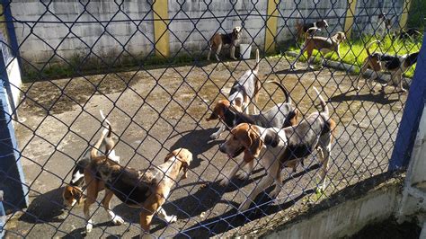 VÍDEO Cinco pessoas suspeitas de envolvimento em caça ilegal são