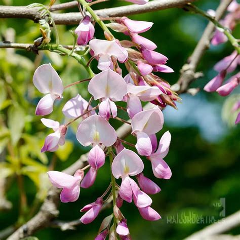 Wisteria Rosea - Pink Wisteria Tree | Mail Order Trees