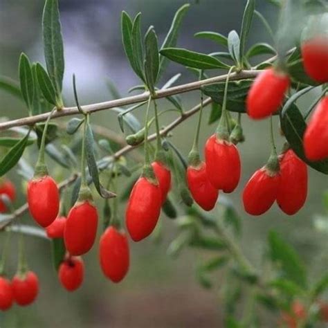 Pcs Seeds Rare Red Goji Berries Lycium Barbarum Ningxia Wolfberry