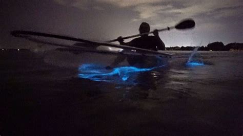 Kayaking in Vieques' Bioluminescent Bay: Book Tours & Activities at ...