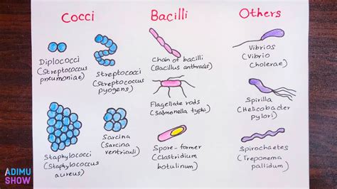 Types Of Spiral Bacteria