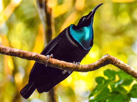 The mysterious beauty of the Magnificent Riflebird attracts millions of ...