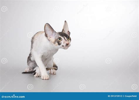 Adult Male Of Cornish Rex Breed Cat Posing On Background Stock Photo