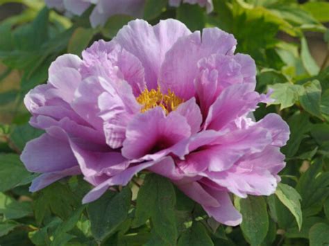 Shimane Chojuraku Tree Peony Halifax Perennials Inc