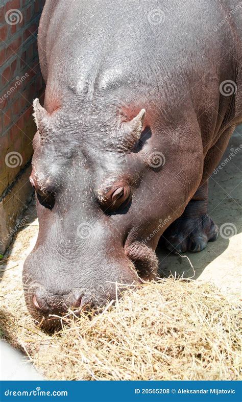 Hippo Eating Picture. Image: 20565208